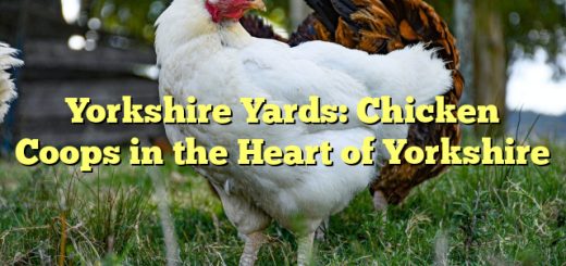 Yorkshire Yards: Chicken Coops in the Heart of Yorkshire 